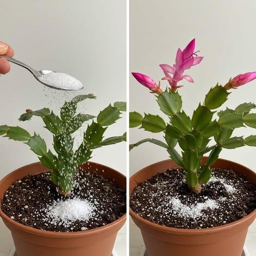 Mistura Caseira para Plantas