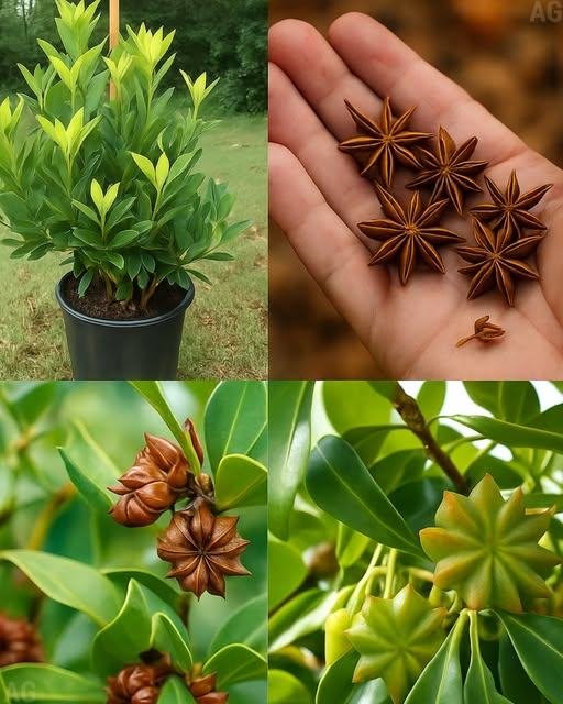 Como cultivar anis em casa em vasos