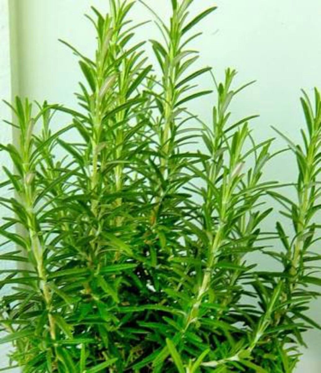 Descubra o poder do alecrim: “Morfina natural” na sua casa